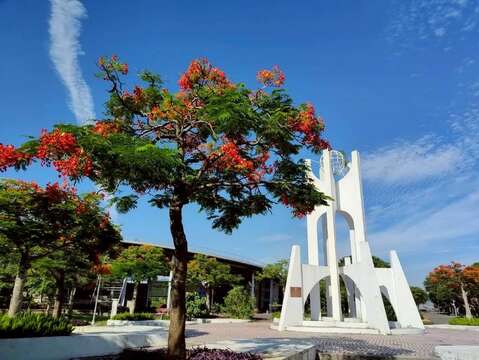 花博公園新生園區鳳凰木盛開（圖片來源：臺北市政府工務局公園路燈工程管理處）