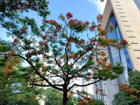 安康公園有數株鳳凰木綻放火紅花朵（圖片來源：臺北市政府工務局公園路燈工程管理處）
