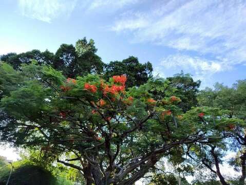 青年公園有數株鳳凰木綻放火紅花朵,為城市角落妝點出浪漫而熱情的夏季色彩（圖片來源：臺北市政府工務局公園路燈工程管理處）