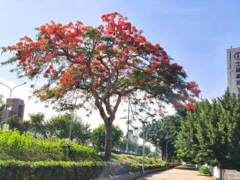 士林131號綠地鳳凰木綻放（圖片來源：臺北市政府工務局公園路燈工程管理處）