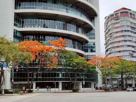 仁愛圓環-國泰世華銀行大樓鳳凰木花朵盛開（圖片來源：臺北市政府工務局公園路燈工程管理處）