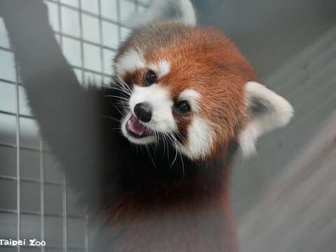 雌性小貓熊較為害羞（圖片來源：臺北市立動物園）