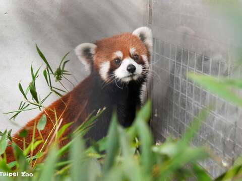 雄性小貓熊進到檢疫舍開始積極探索（圖片來源：臺北市立動物園）