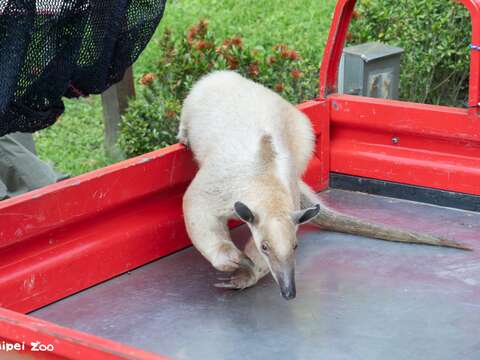 Southern Tamandua ''Hei Niu'' Located After Strolling Along Perimeter Road