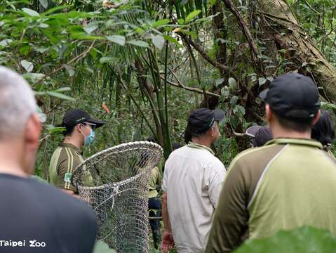 Southern Tamandua ''Hei Niu'' Located After Strolling Along Perimeter Road