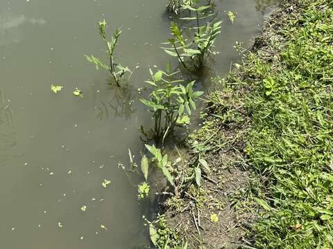 雙溪溼地公園開放水域先行種植細葉零餘子(圖片來源:臺北市政府工務局公園路燈工程管理處)