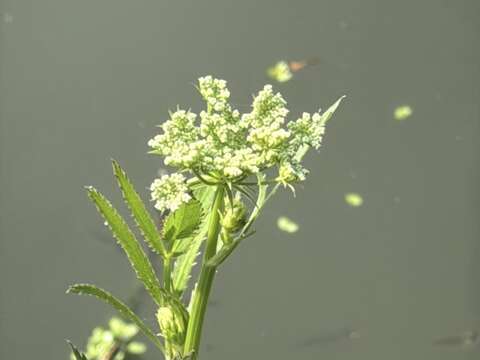 細葉零餘子為瀕危等級達「極危(CR)」之原生植物(圖片來源:臺北市政府工務局公園路燈工程管理處)