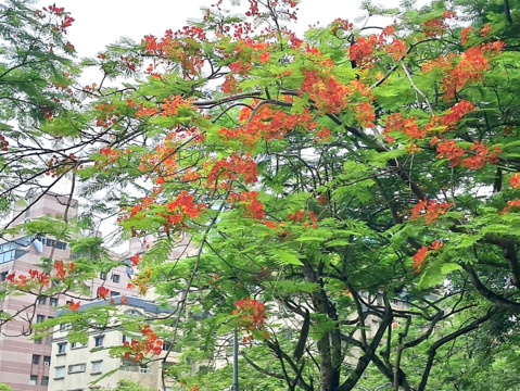 松德公園鳳凰木近照。(圖片來源:臺北市政府工務局公園路燈工程管理處)