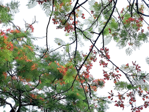 鳳凰木火花朵(圖片來源:臺北市政府工務局公園路燈工程管理處)