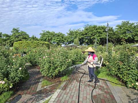 玫瑰園志工近期也忙於替玫瑰進行澆灌（圖片來源：臺北市政府工務局公園路燈工程管理處）
