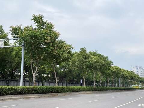 松山區民權東路三至四段的九芎植栽配置(圖片來源:臺北市政府工務局公園路燈工程管理處)