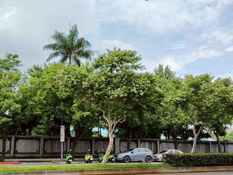 民權東路三至四段的九芎盛開如夏日白雪(圖片來源:臺北市政府工務局公園路燈工程管理處)