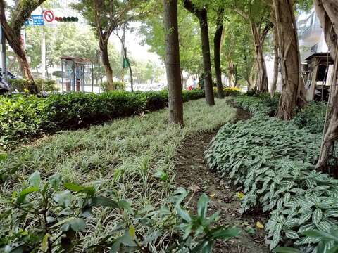 例如銀紋沿階草與麥門冬,兩者顏色明暗對比而相似的型態,搭配波浪形邊緣的塑造,提供行人帶著節奏感的趣味性(圖片來源:臺北市政府工務局公園路燈工程管理處)