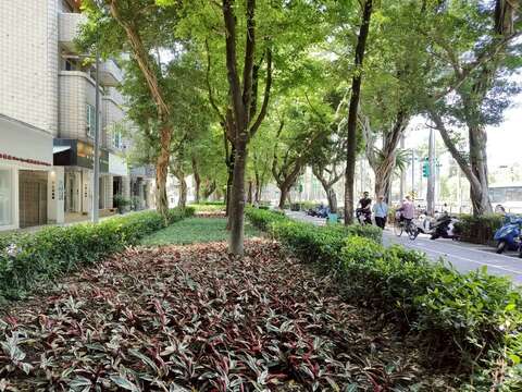 仁愛路四段植栽設計著重於「韻律性、對比與色彩」的整體組合。透過重複性配置營造視覺韻律(圖片來源:臺北市政府工務局公園路燈工程管理處)