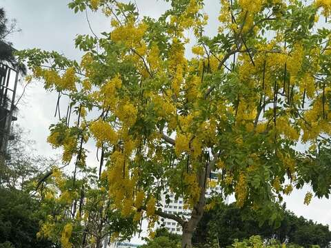 散步在街頭的黃色浪漫(圖片來源:北市政府工務局公園路燈工程管理處)