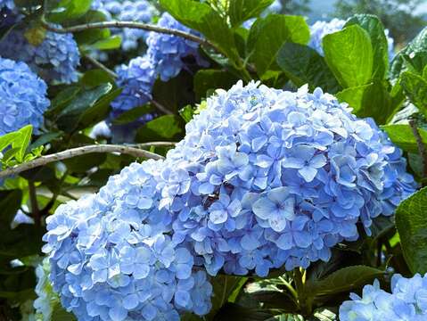 藍色繡球花(圖片來源:臺北市政府工務局大地工程處)