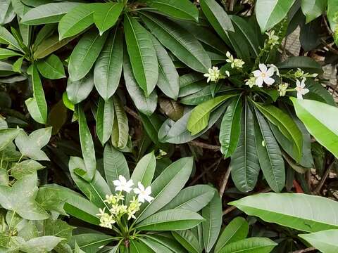 花形非常類似同科不同屬的日日春(圖片來源:臺北市政府工務局公園路燈工程管理處)