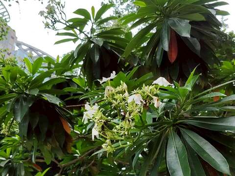 海檬果開花(圖片來源:臺北市政府工務局公園路燈工程管理處)