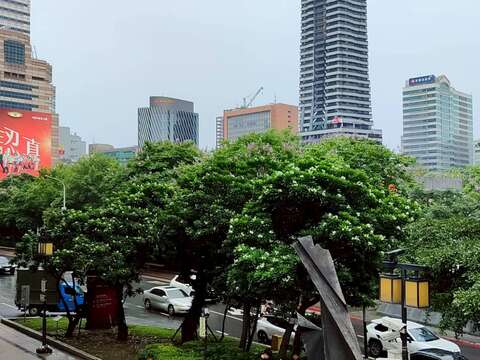 臺北車站北側臨市民大道一段綠帶的海檬果已進入盛花期(圖片來源:臺北市政府工務局公園路燈工程管理處)