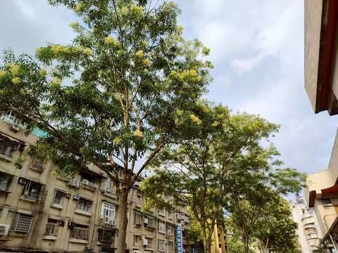 臥龍街光蠟樹則在人行道旁盛開,在日常生活場景中展現恬靜之美（圖片來源：臺北市政府工務局公園路燈工程管理處）