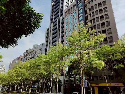 信義路安全島光臘樹盛開（圖片來源：臺北市政府工務局公園路燈工程管理處）