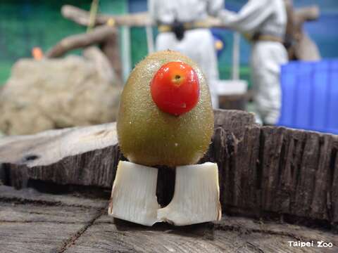 奇異果星人（圖片來源：臺北市立動物園）