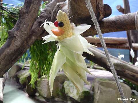 玉米星人（圖片來源：臺北市立動物園）