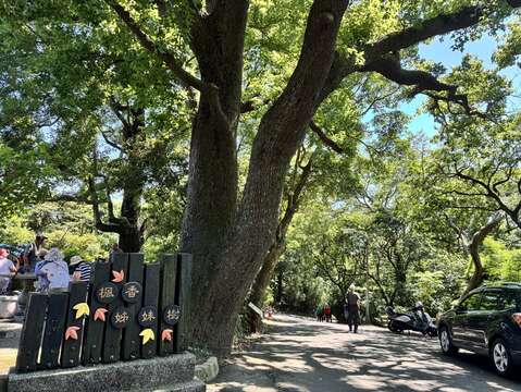 楓香姊妹樹(圖片來源:臺北市政府工務局公園路燈工程管理處)