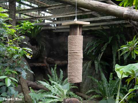 雲豹活動場懸掛貓抓行為豐富化設施（圖片來源：臺北市立動物園