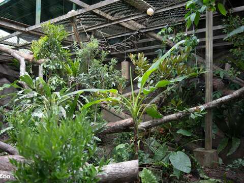 臺灣動物區雲豹活動場改變原有的棲木配置,增加複雜活動路徑（圖片來源：臺北市立動物園）