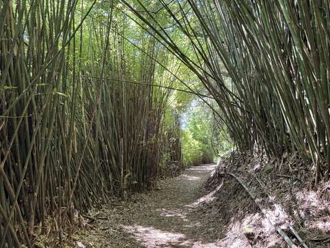 竹林隧道(圖片來源:臺北市政府工務局公園路燈工程管理處)