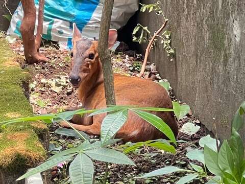 Don't Chase! Your ''Kindness'' Could Be Fatal: Young Muntjacs Wander into Taipei City