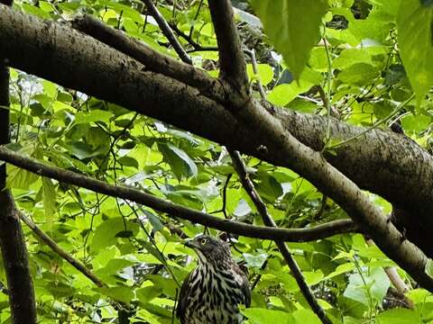 樹冠間一道身影掠空而過,鳳頭蒼鷹悄然現身榮星花園公園。(圖片來源:臺北市政府工務局公園路燈工程管理處)