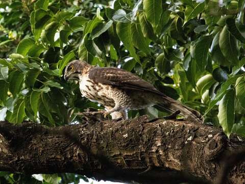 鳳頭蒼鷹外型相當英挺、好辨識。(榮星志工隊隊長林雍善拍攝)(圖片來源:臺北市政府工務局公園路燈工程管理處)