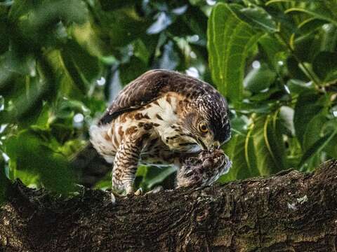 從昆蟲、鳥類到小型動物所構成的豐富食物網,支撐著鳳頭蒼鷹這位天空霸主在都市中棲息繁衍。(榮星志工隊隊長林雍善拍攝)(圖片來源:臺北市政府工務局公園路燈工程管理處)