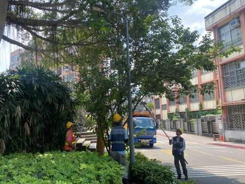 行道樹修剪(圖片來源:臺北市政府工務局公園路燈工程管理處)