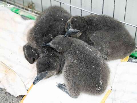 臺北市立動物園的黑腳企鵝透過每年日益精進的繁殖技術,來維護黑腳企鵝域外族群的個體數與基因多樣性（圖片來源：臺北市立動物園）