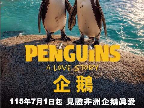 黑腳企鵝海洋科技博物館海洋劇場暑假熱映中（圖片來源：臺北市立動物園）