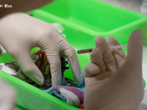 黑腳企鵝寶寶們在孵化室破殼後,送回目前成為企鵝幼兒園的企鵝館作業區,由辛勞的保育員們代理父母進行人工哺育（圖片來源：臺北市立動物園）