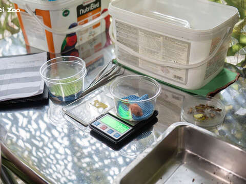 7月4日起陸續孵化出栗喉蜂虎雛鳥們,為讓雛鳥成長均衡保育員初期需要每天記錄成長狀態(圖片來源:臺北市立動物園)