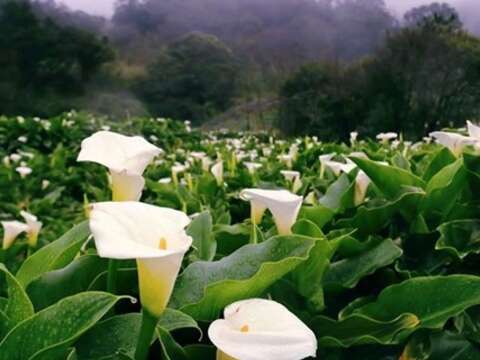 圖4-海芋大道上海芋園景觀--康乃元攝