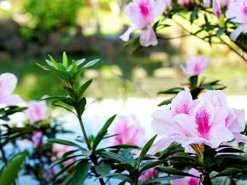 台北市裡的公園處處可見杜鵑花的芳蹤。（高讚賢攝）