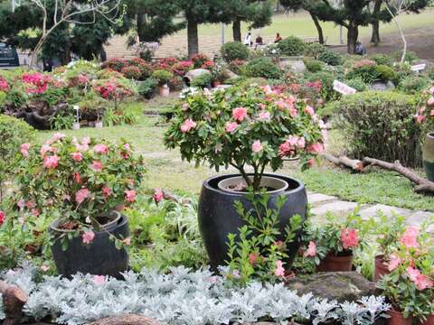 為妝點大安森林公園，特挑選90種杜鵑花做為布置，讓民眾大飽眼福。（圖／台北市政府工務局公園路燈工程管理處提供）