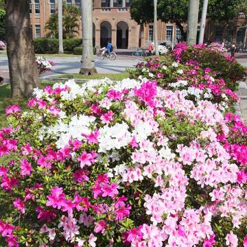 台灣大學是台北賞覽杜鵑花的絕佳選擇之一。（王能佑攝）