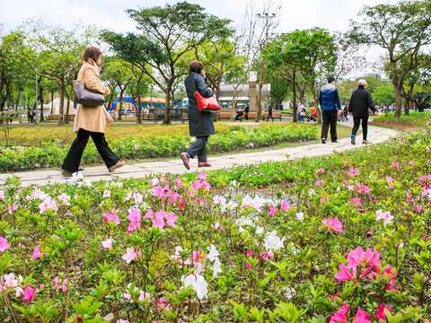 2017台北杜鵑花季，為城市抹上浪漫色調。（施純泰攝）