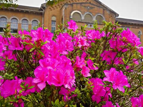臺大校園杜鵑花已陸續綻放