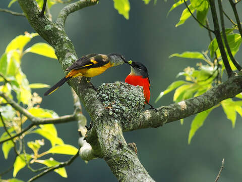灰喉山椒雄鳥豔紅，雌鳥鮮黃，其亮麗色調為綠林更添色彩。（郭耿光攝）