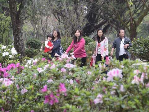 大安森林公園杜鵑花綻放中。