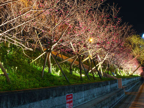 圖1.樂活公園櫻花林第二區-八重櫻