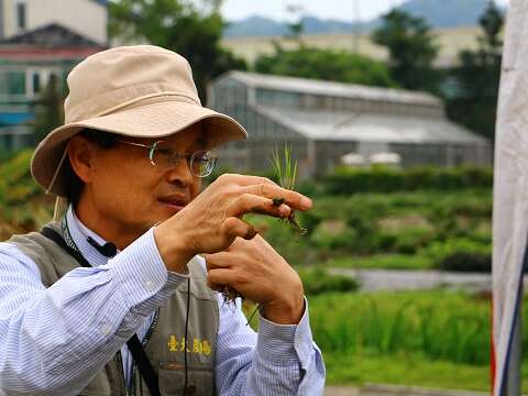 There’s spring plowing and rice seedling transplantation at NTU’s Azalea Festival. (Photo: National Taiwan University)